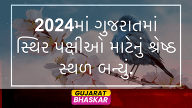 gujarat-migratory-birds-2024