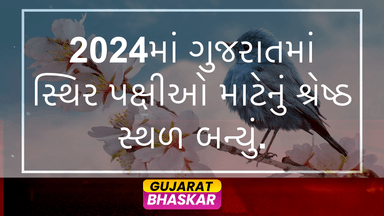 gujarat-migratory-birds-2024