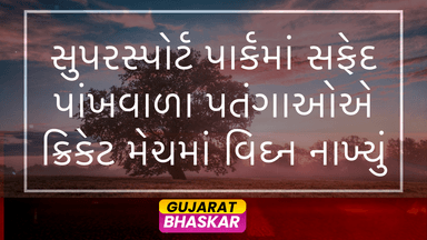 swarming-white-ants-disrupt-cricket-match-centurion